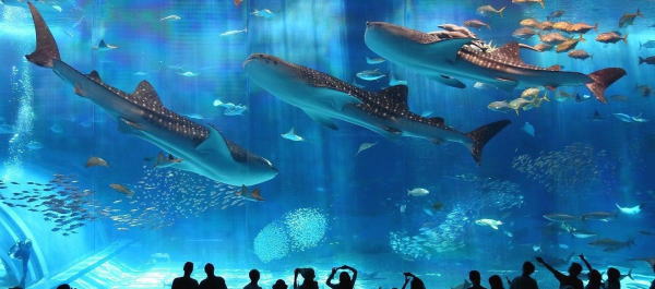 美ら海水族館の写真